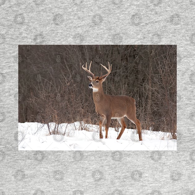 Bambi - White-tailed Buck by Jim Cumming